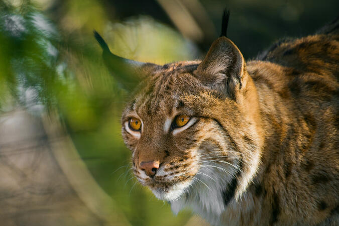 Alpenzoo Innsbruck 29.12.2017 D810 1-400s@iso1250 200-500mm f5.6@500mm f5.6