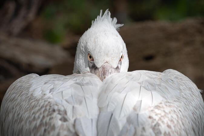 Schönbrunn Zoo Wien 10.07.2019 D810 1-500s@iso500 200-500mm f5.6@500mm f6.3