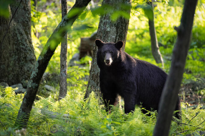 SNP Virginia 16.06.2018 D810 1-250s@iso2500 200-500mm f5.6@500mm f5.6
