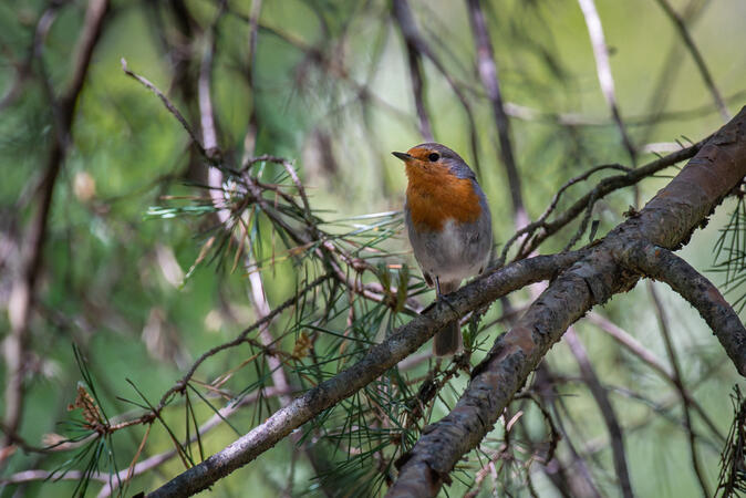 Rotkehlchen Meming Tirol 30.05.2021 D810 1-800s@iso400 200-500mm f5.6@500mm f8
