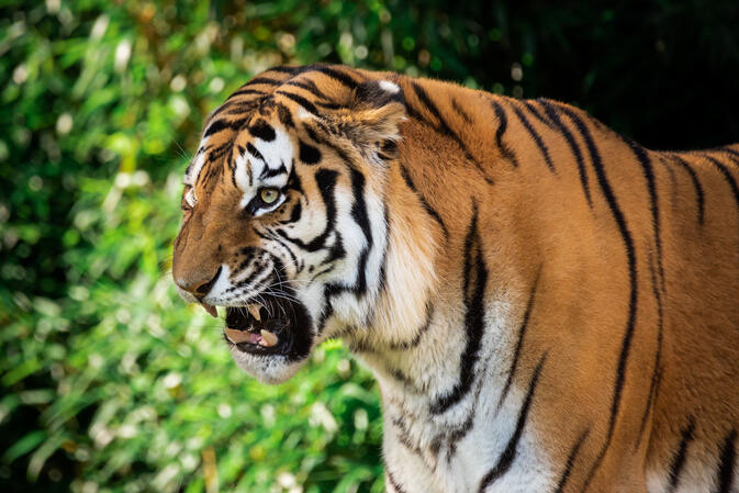 Washington DC Zoo 15.06.2018 D810 1-500s@iso640 200-500mm f5.6@500mm f5.6