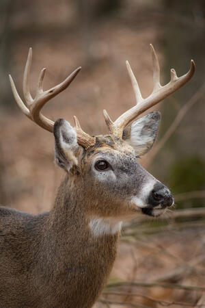 SNP Virginia 12.06.2018 D810 1-400s@iso640 200-500mm f5.6@500mm f6.3