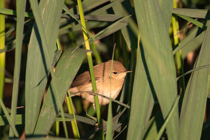 Teichrohrsänger Bodensee Vorarlberg 12.08.2022 D810 1-640s@iso500 200-500mm f5.6@500mm f7.1