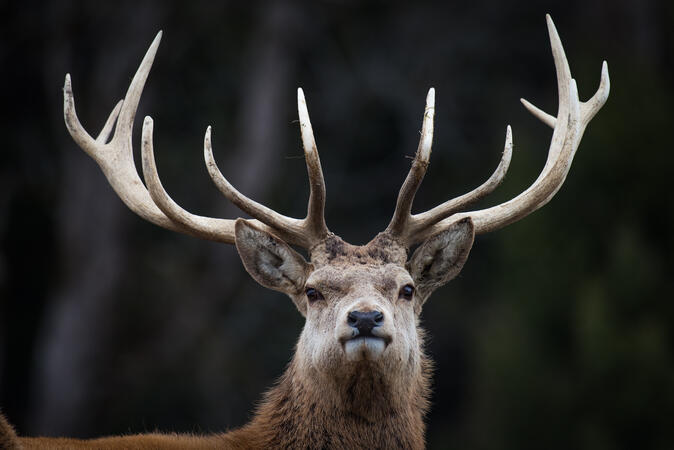 Hirsch 10.3.2018 D810 1-800s@iso320 200-500mm f5.6@440mm f5.6