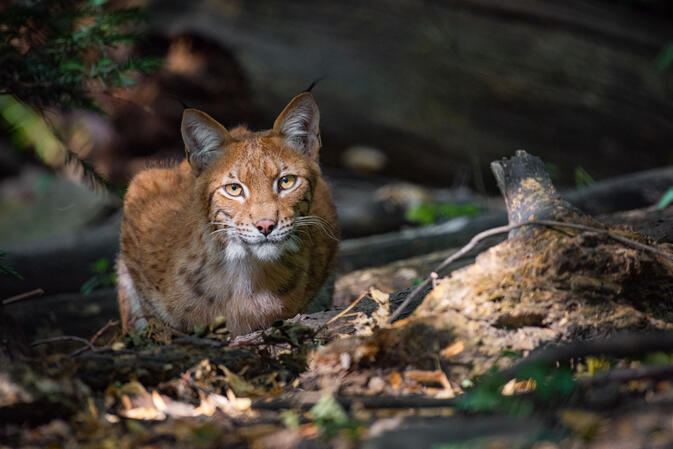 Schönbrunn Zoo Wien 10.07.2019 D810 1-250s@iso1600 200-500mm f5.6@500mm f5.6