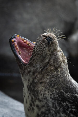 Washington DC Zoo 15.6.2018 D810 1-200s@iso1000 200-500mm f5.6@310mm f5.6