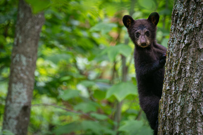 SNP Virginia 25.06.2018 D810 1-250s@iso800 200-500mm f5.6@500mm f5.6