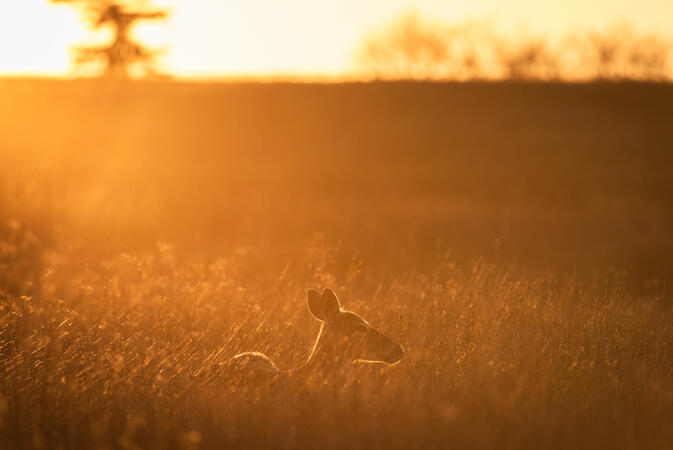 SNP Virginia 10.05.2018 D810 1-500s@iso500 200-500mm f5.6@390mm f5.6