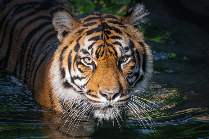 Washington DC Zoo 15.06.2018 D810 1-500s@iso640 200-500mm f5.6@500 5.6