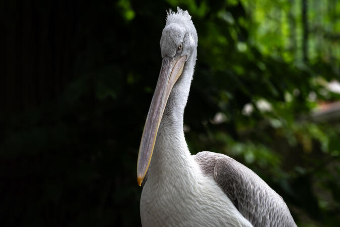 Schönbrunn Zoo Wien 10.07.2019 D810 1-500s@iso500 200-500mm f5.6@350mm f6.3