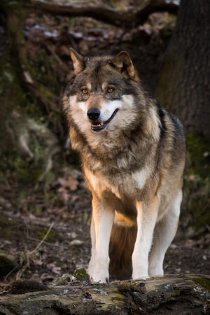 Alpenzoo Innsbruck 29.12.2017 D810 1-640s@iso3200 200-500mm f5.6@360mm f5.6
