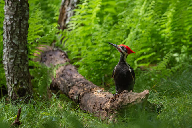 SNP Virginia 12.06.2018 D810 1-400s@iso640 200-500mm f5.6@500mm f6.3