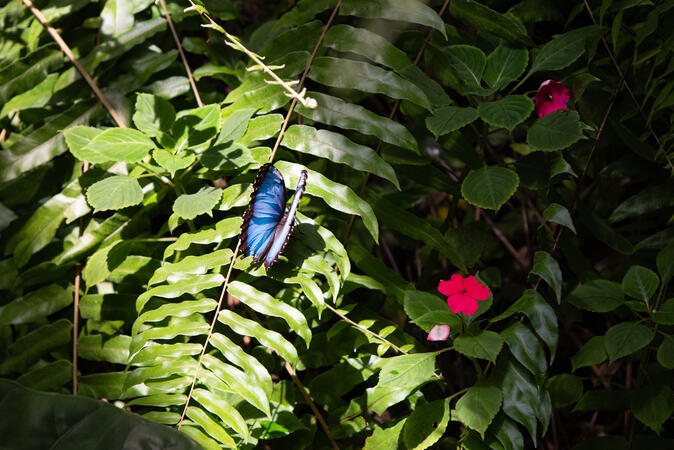Insel Mainau Germany 11.08.2022 D810 1-1250s@iso800 70-200mm f2.8@195mm f4.5