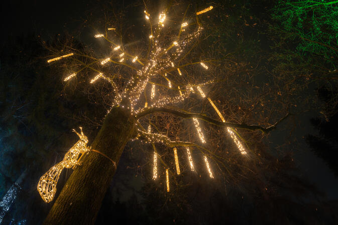 Lumagika Innsbruck 09.12.2022 D810 3s@iso64 16mm f2.8@50mm f4